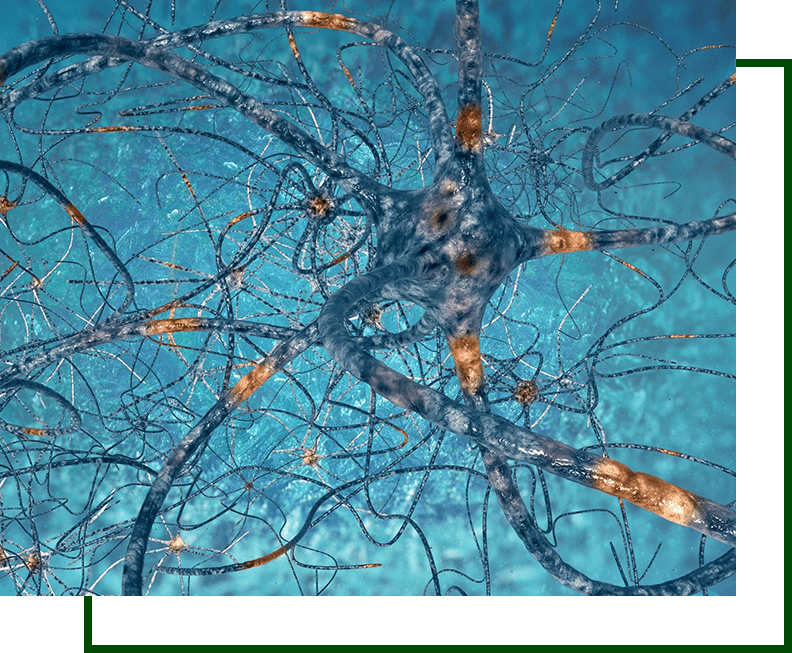 A picture of neurons in the body.